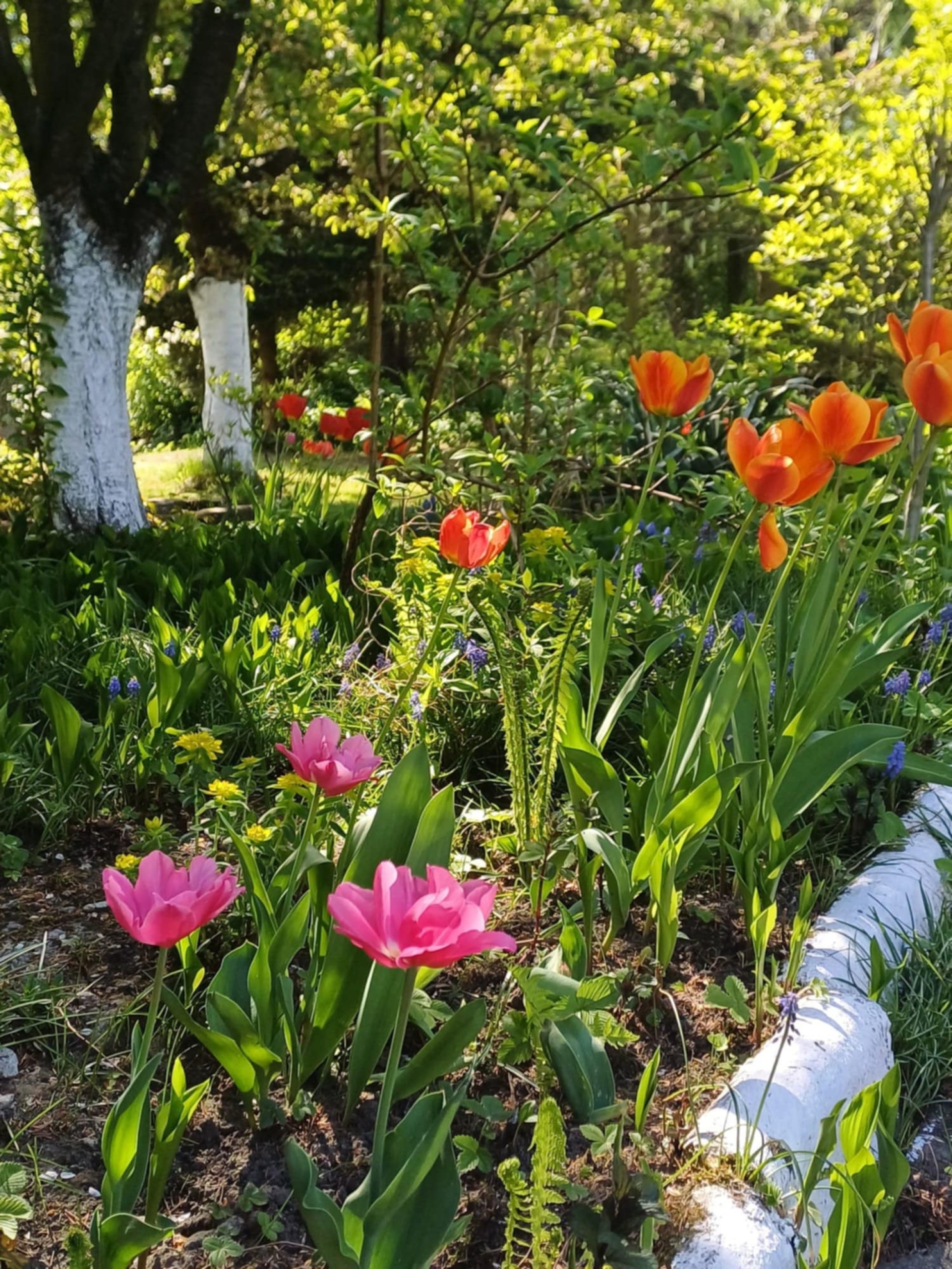 Gliwice. Więcej zieleni, lepsze ogrody, miejskie wsparcie – trwa nabór w nowym programie wsparcia dla ROD