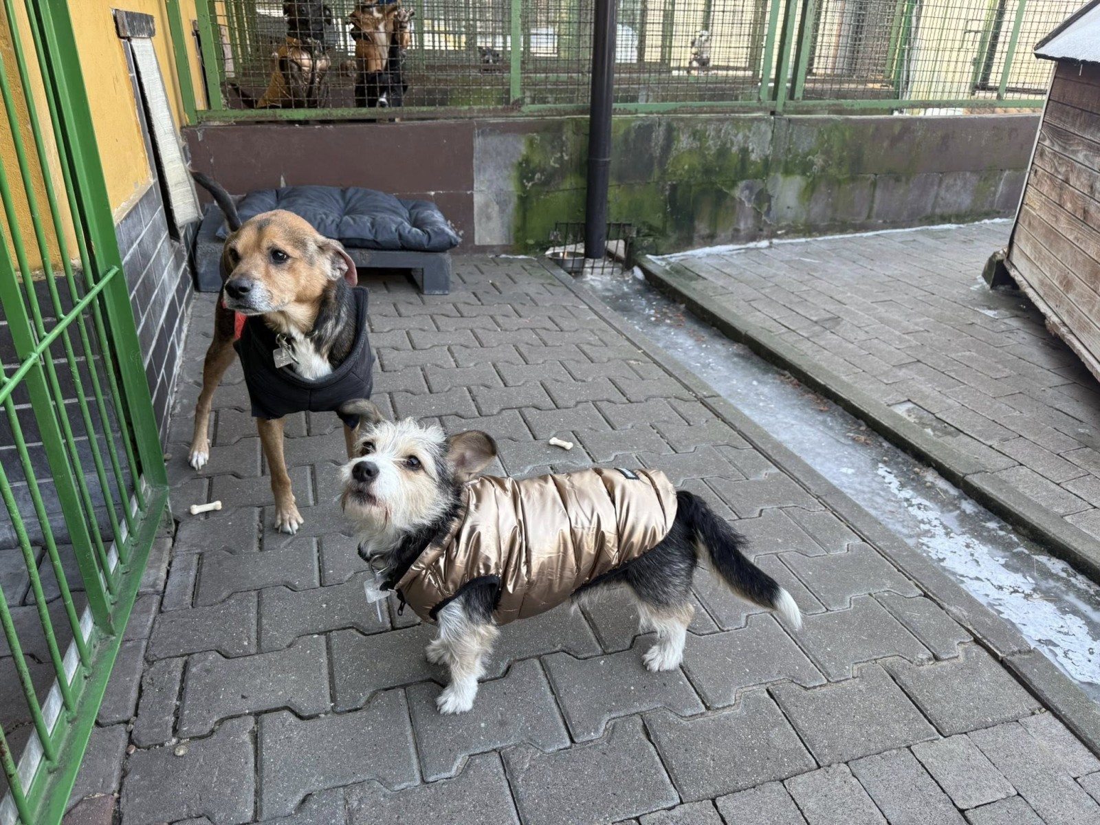 Gmina przejęła bezpośrednią opiekę nad bezdomnymi zwierzętami w Bytomiu