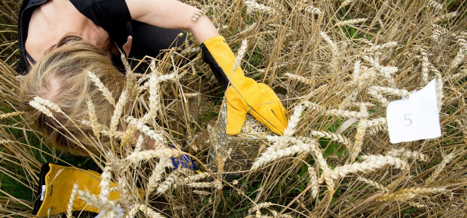 Jaworzno z dofinansowaniem na ochronę chomika europejskiego