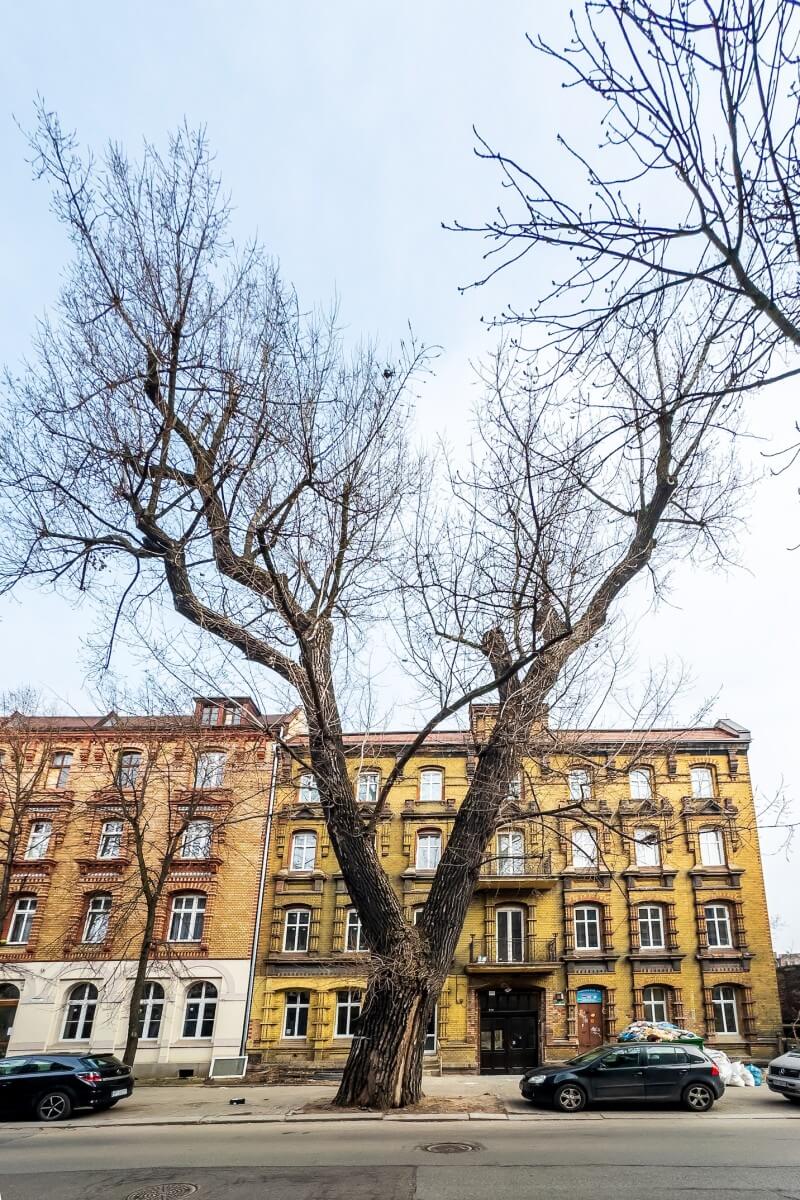 Próba obciążeniowa drzewa przy ul. Piłsudskiego 21 w Bytomiu. Będą utrudnienia w ruchu drogowym