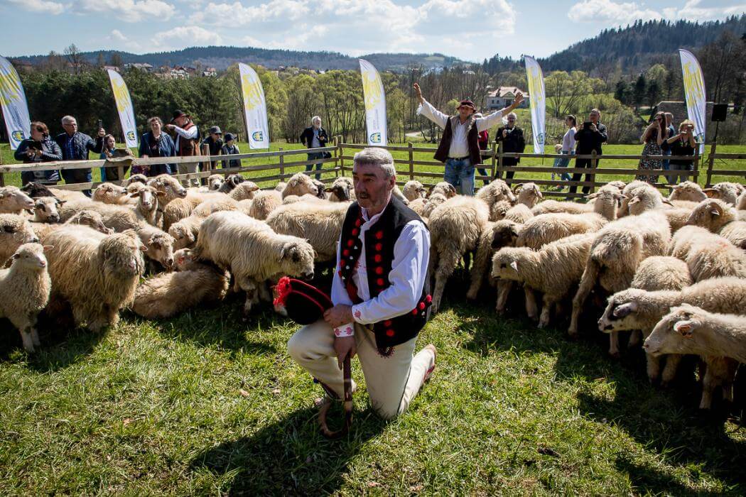 Wiosenny redyk w Rychwałdzie