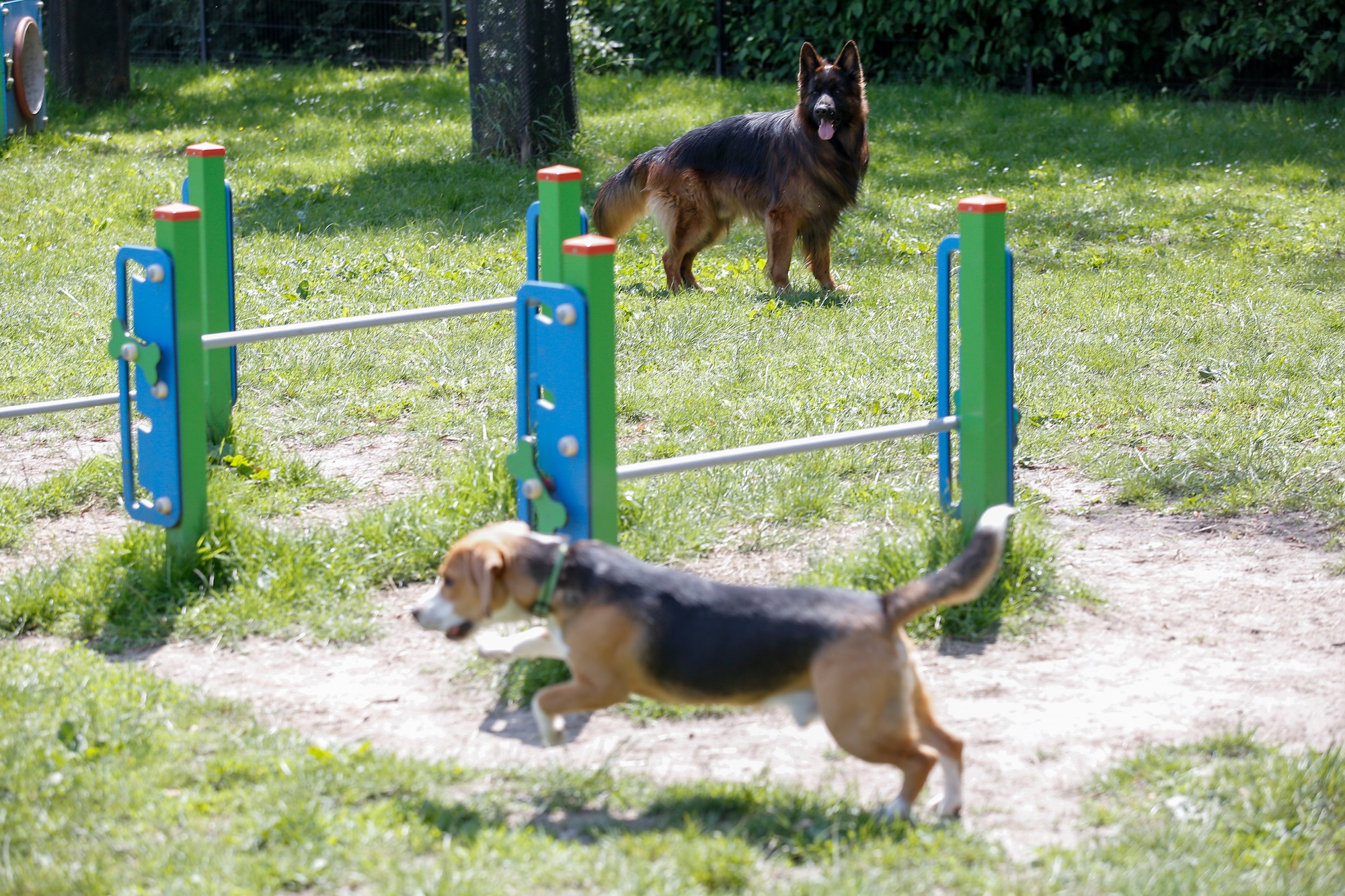 Kolejne wybiegi dla psów powstaną w Katowicach